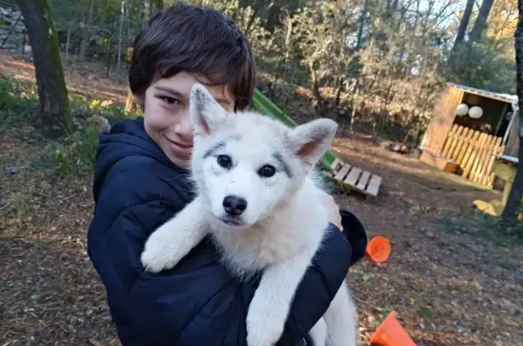 Pomsky 3 mois perdue, Le Rouret 78 - photo
