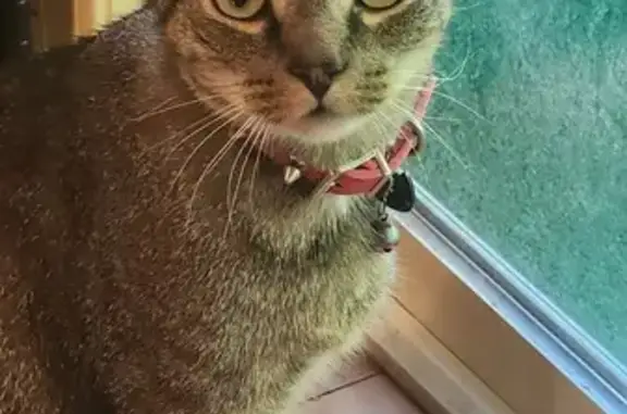 Missing Brown Tabby with Red Collar