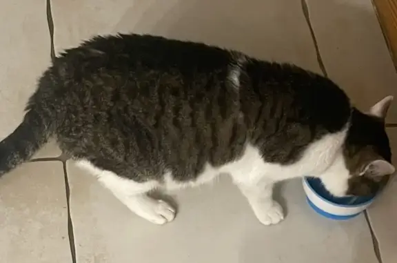Animaux trouvés , photo: Chat mâle tigre-blanc trouvé à Betoncourt