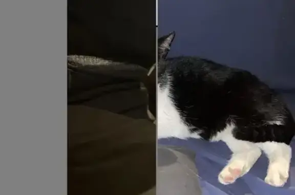 Chatte trouvée à Annecy, Boulevard du Fier - photo