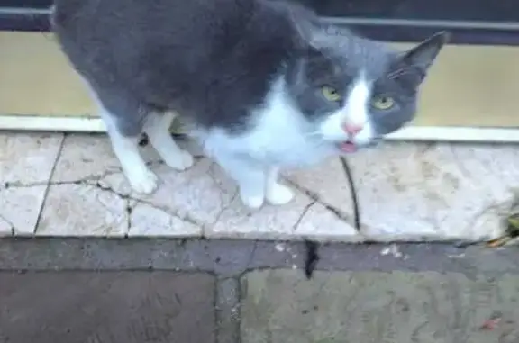 Chat trouvé : petit, gris et blanc, sociable - photo