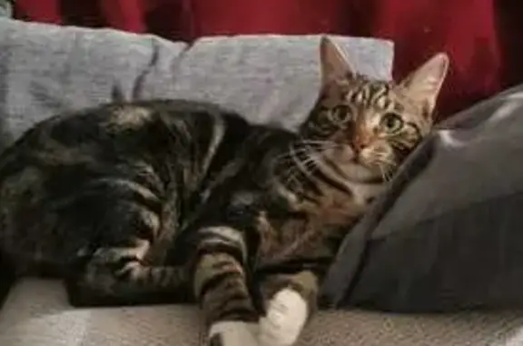 Chat perdu, , photo: Chat tigré craintif perdu à Yèbles