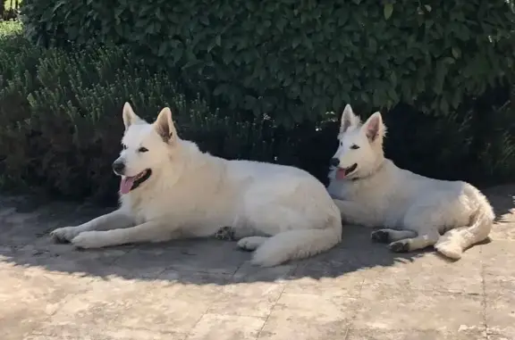 Chien perdu , photo : Berger blanc suisse 2 ans perdu à Lugasson