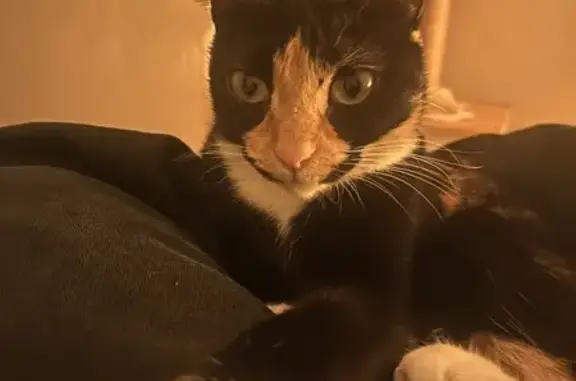 Animaux perdus Biot, photo: Chatte Écaille perdue, tache rousse visage