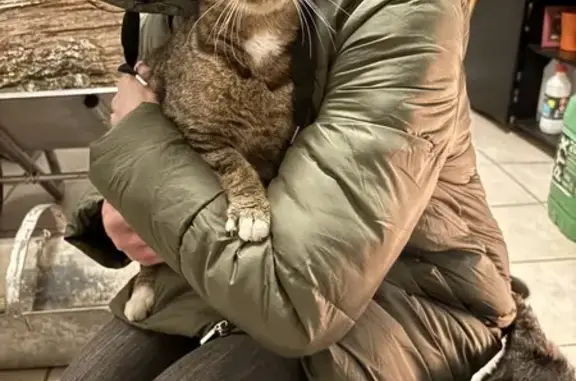 Chat européen écailles trouvé à Villebourg - photo