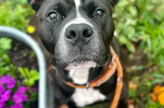 Lost Black Pitbull, Chain Collar, Columbus