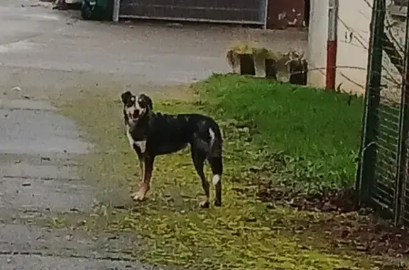 Chien agressif errant au Passage - photo