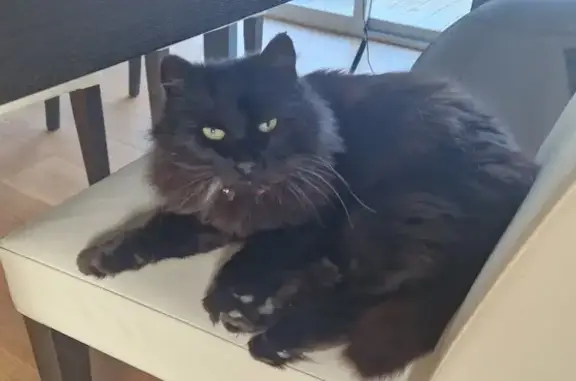 Animaux trouvés , photo: Chienne noire câline trouvée à La Gravelle