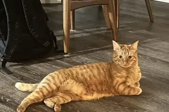 Lost Orange Tabby in Denton, TX