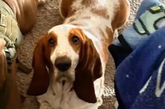 Lost Bassett Hound: Knight's Way, Harker