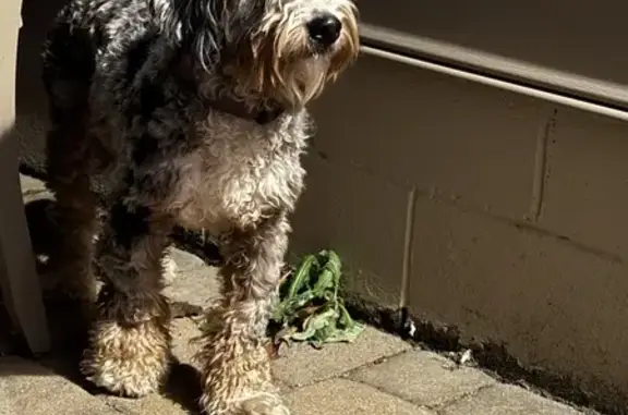 Lost Bernedoodle: Greyson Dr, Powell