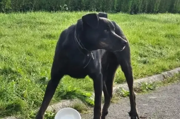 Chien trouvé , photo: Chien noir maigre trouvé, craintif, Forges