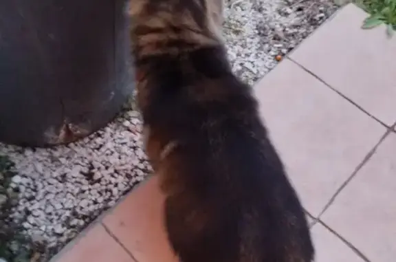 Chatte noire angora trouvée à Armissan - photo