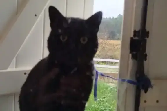 Chat noir craintif à Armissan, yeux jaunes - photo