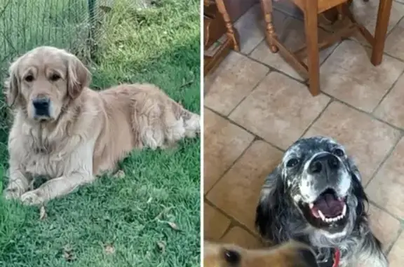 Animaux perdus , photo: Chiens perdus à Sussac : Golden et Setter