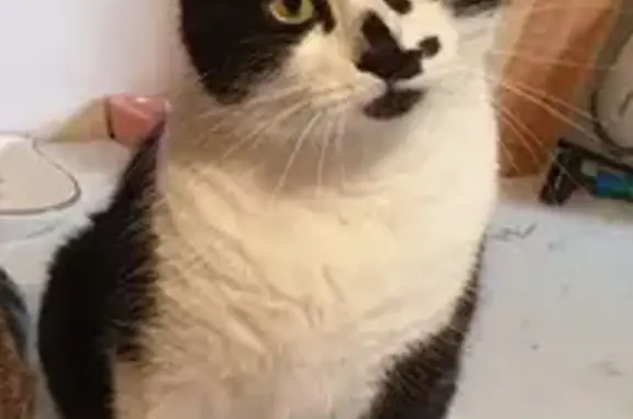 Animaux perdus Fontaine-lès-Dijon, photo: Chat noir et blanc perdu à Fontain