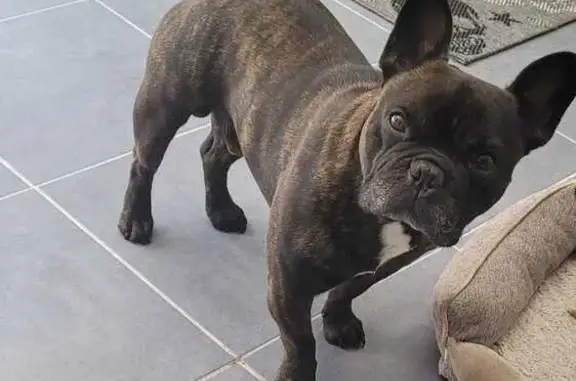Bouledogue français disparu à Paillet - photo