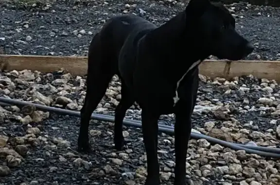 Chien noir trouvé, tache blanche, Ardenay - photo