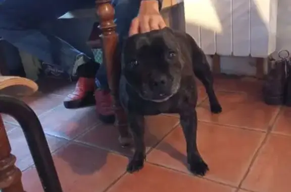 Chien trouvé , photo: Chien trouvé près d'Utelle, PACA