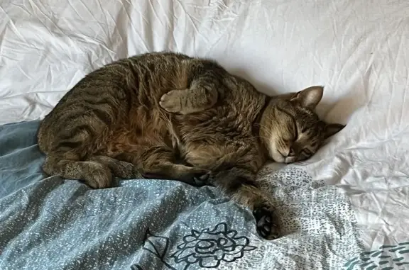 Chatte tigrée perdue à Courbesseaux - photo