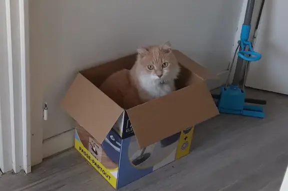 Animaux trouvés Toulouse, photo: Chat roux-blanc trouvé à Univ. Jean Jaurès