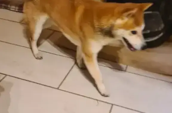 Chien trouvé à La Forteresse - photo
