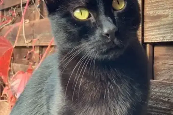 Chat perdu, Nîmes, photo: Chat noir Oscar disparu à Nîmes