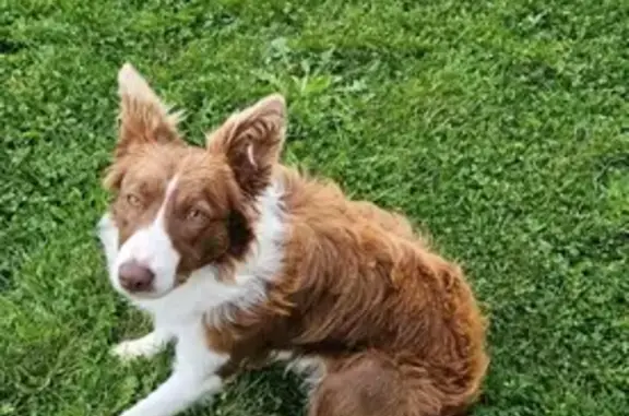 Animaux perdus Fourmies, photo: Border Collie perdu à Fourmies, récompense