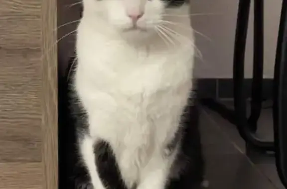 Animaux perdus , photo: Chat perdu: européen blanc/noir à Offendorf