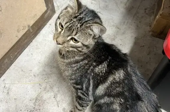 Chat tigré affectueux trouvé à Tours - photo