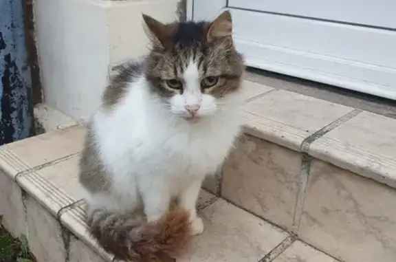 Chat trouvé Cambrai, photo: Chat trouvé rue Gauthier à Cambrai