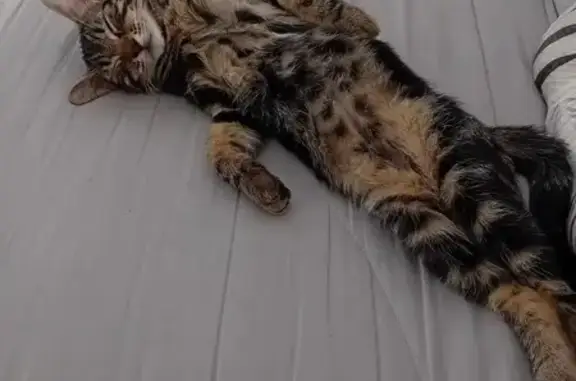 Chats disparus à Saint-Senier-Sous-Avranches - photo