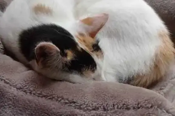 Chatte castrée perdue près de la Gare - photo