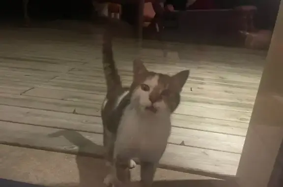 Animaux trouvés , photo: Chat câlin trouvé Rue du Candy, Lanhouarneau
