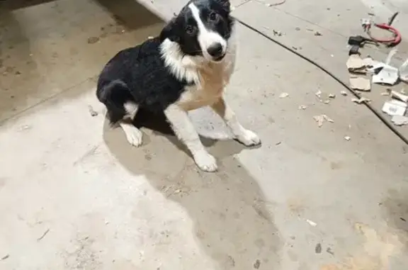 Chien trouvé Souraïde, photo: Border collie mâle trouvé à Souraïde