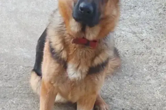 Chien perdu Plouigneau, photo : Berger Allemand femelle perdue à Plouigneau