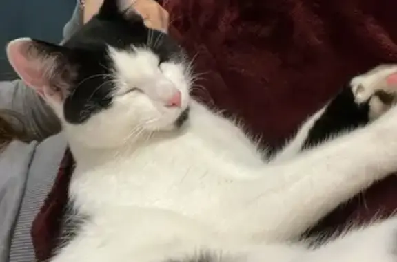Chat noir et blanc trouvé à Toulouse - photo