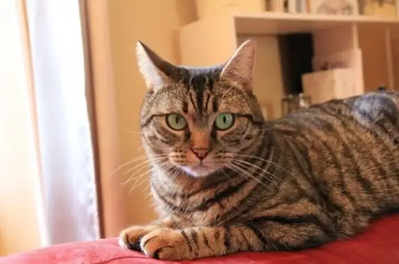 Animaux perdus , photo: Chatte tigrée disparue à Vaudelnay