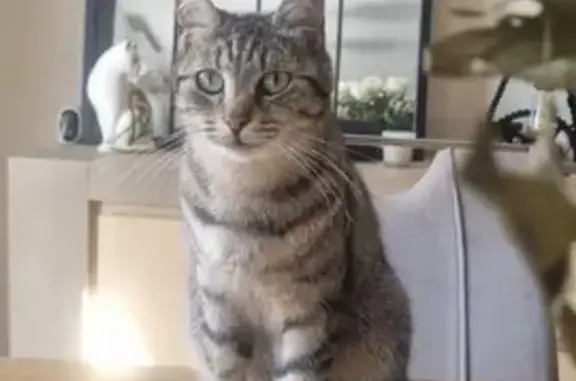 Animaux perdus Boulay-Moselle, photo: Chatte Tigre perdue à Boulay-Moselle