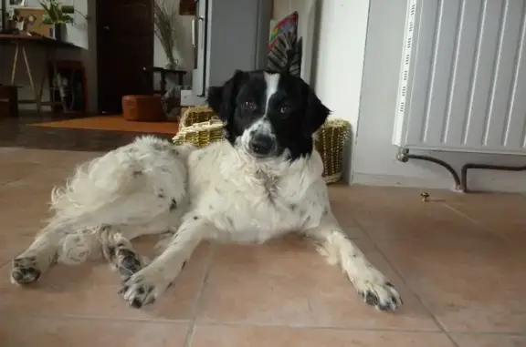 Chien perdu , photo : Chienne perdue, Vicary, Belfort-du-Quercy