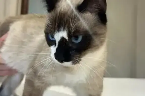 Animaux trouvés Les Peintures, photo: Chat non identifié, câlin, sociable chiens