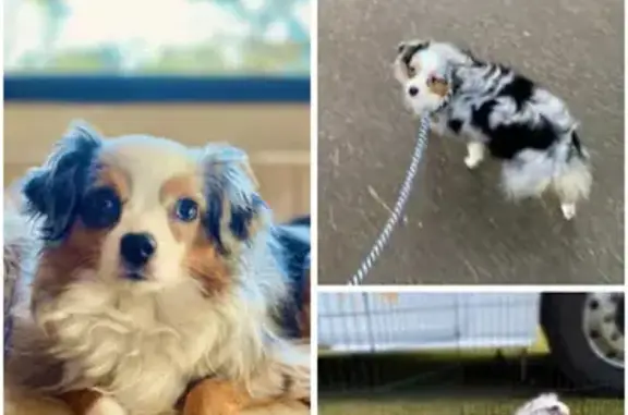 Lost Blue Merle Toy Aussie in Tallahassee