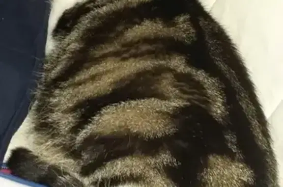 Animaux perdus , photo: Chatte tricolore 9 ans perdue à Épuisay