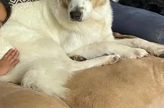 Chien perdu Varennes-Saint-Sauveur, photo : Chienne craintive perdue à Varennes