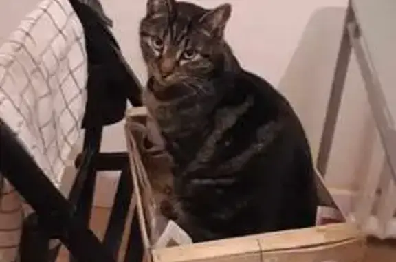 Animaux perdus Guipavas, photo: Chat tigré gris disparu à Coataudon
