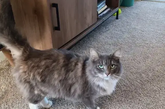 Missing Cat: Grey with Tan Spots, Covington