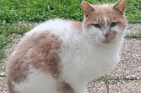 Chat affectueux trouvé à l'hôpital de Lens - photo
