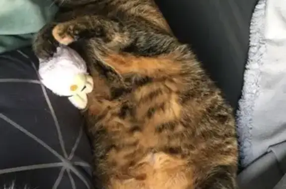 Animaux perdus , photo: Chatte tigrée disparue à Saint-Pantaléon