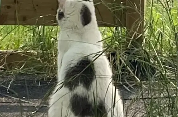 Animaux perdus , photo: Chat européen blanc/noir perdu à Manhac