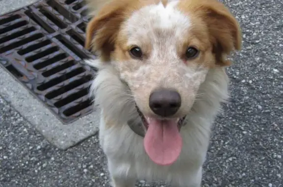 Chien perdu La Bâthie, photo : Chien mâle croisé perdu à La Bâthie